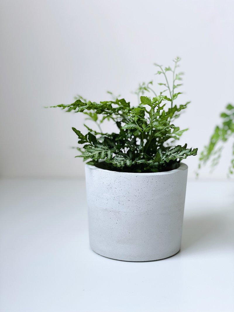 Native- Cement Basin / Cement Empty Basin. Can be directly put into a 3-inch Basin - Plants - Cement Gray