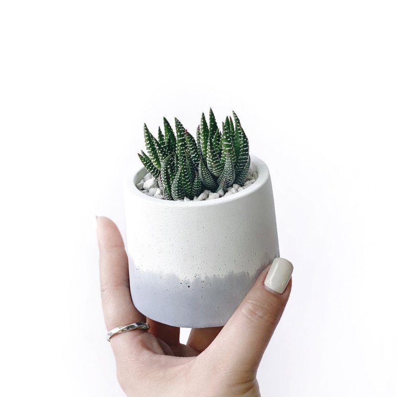 (In stock) Morandi purple series | Eagle claw round two-color Cement succulent plant - ตกแต่งต้นไม้ - พืช/ดอกไม้ สีม่วง