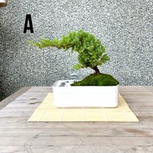 Ysh_sugawara69様用 フォローワー様100人記念❗️クチナシ盆栽 bonsai 盆栽 クチナシ 葉刈り - YouTube