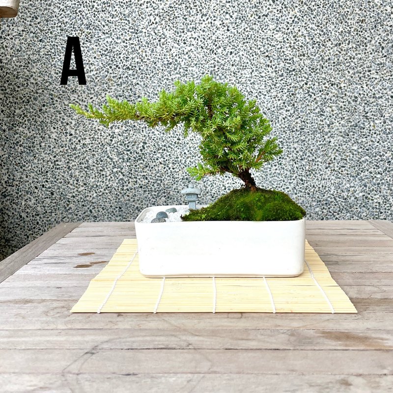 Essay Bonsai-Japanese Garden Pine Combination Gift Opening 15 - ตกแต่งต้นไม้ - พืช/ดอกไม้ 