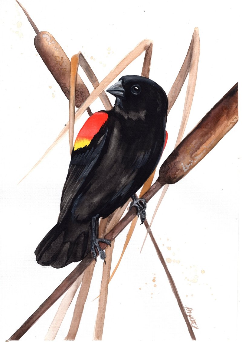 Watercolor Red-Winged Blackbird original painting handmade by Anne Gorywine - 壁貼/牆壁裝飾 - 紙 黑色