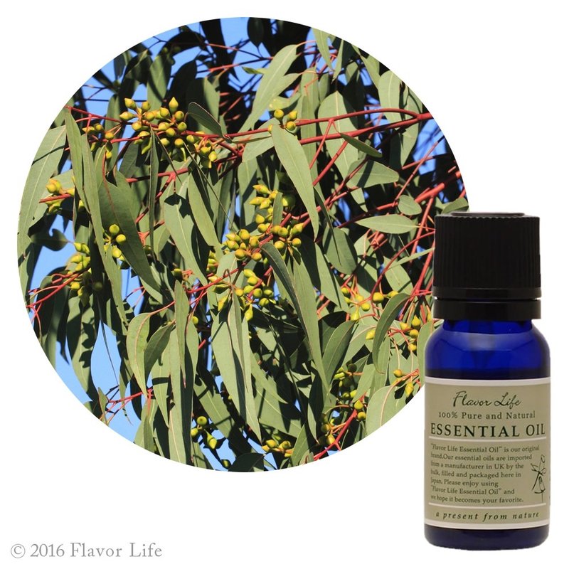 【Australian Eucalyptus Essential Oil】Eucalyptus radiata - Fragrances - Essential Oils Green