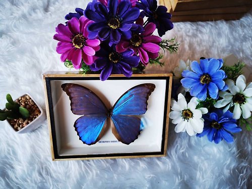 cococollection Real Butterfly MORPHO DIDIUS Insect Frame Set Taxidermy Display Mounted Framed