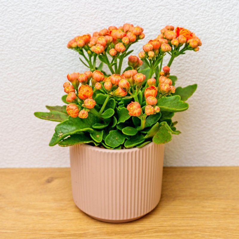 長壽花  莫蘭迪色系直紋陶盆  室內植物 觀葉植物 禮物 盆栽 - 植栽/盆栽 - 植物．花 
