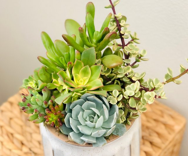 Handmade Live Echeveria Succulent Arrangement