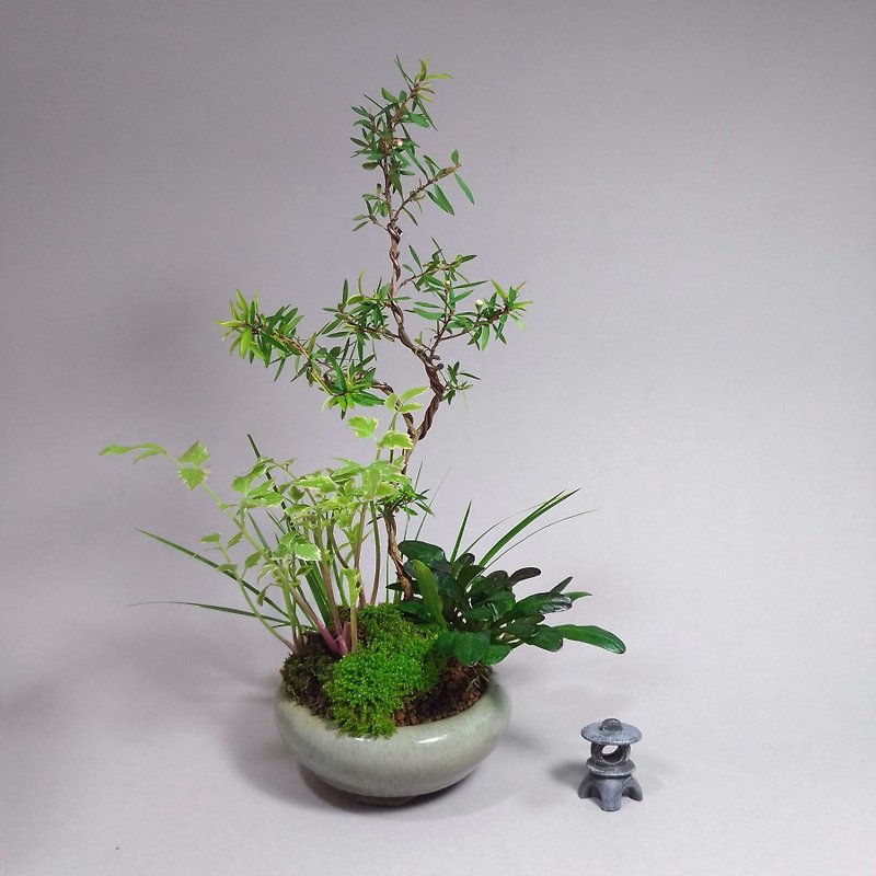 Jasmine Love Grass Mu bonsai ∣松红梅圆盆山野草贵气小牡丹∣ Contains 苞∣ - Plants - Pottery 