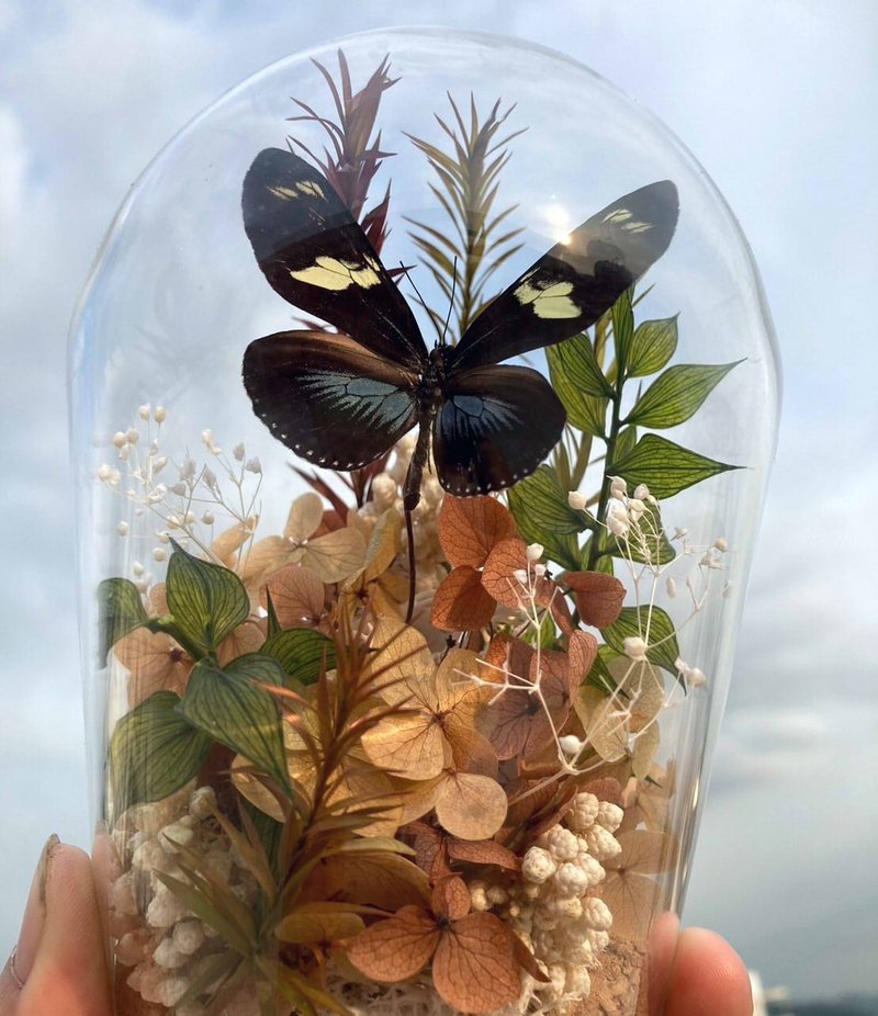 Butterfly Specimen Glass Cup-Sleeve God's Dance/Valentine's Day/Dried Flowers/Ecological Bottle/Changeable Sleeve Butterfly - ช่อดอกไม้แห้ง - พืช/ดอกไม้ 