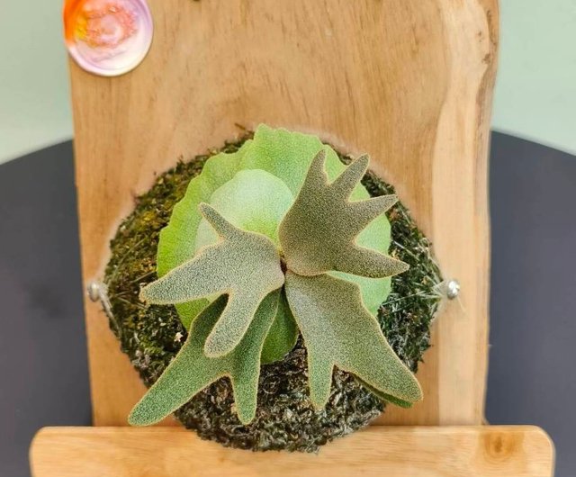 P. willinckii 'Pygmaeum' sporing from Stem Fern ビカクシダ