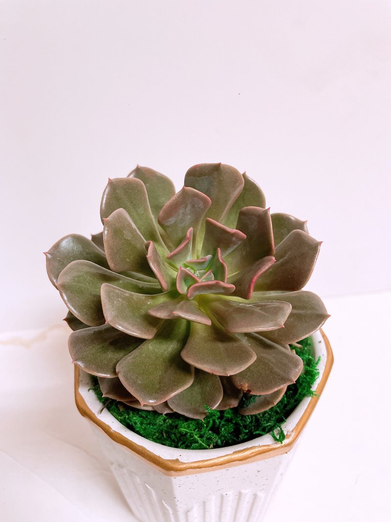 【多肉植物】特殊品種紅石蓮花 稀有限量 自用送禮推薦 - 盆栽/植栽 - 陶 