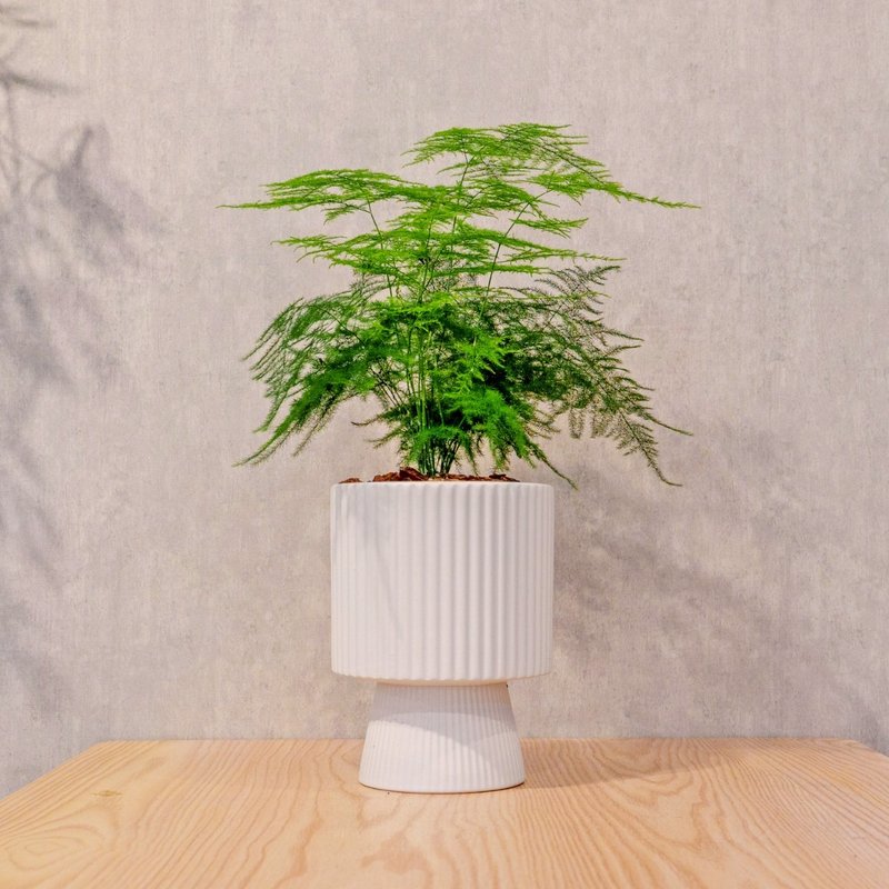 文竹白色高腳陶盆 桌上盆栽 室內植物 禮物 - 盆栽/植栽 - 陶 白色