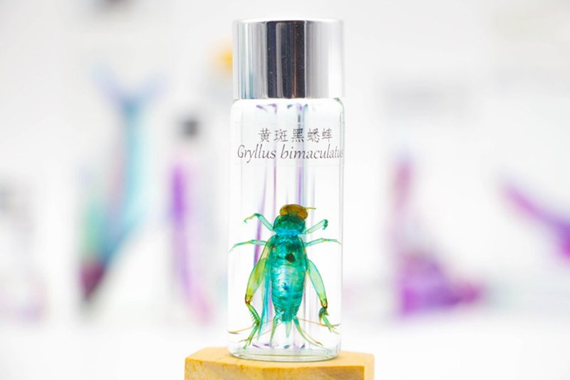 透明生物標本 - 黃斑黑蟋蟀 Gryllus bimaculatus - 擺飾/家飾品 - 玻璃 