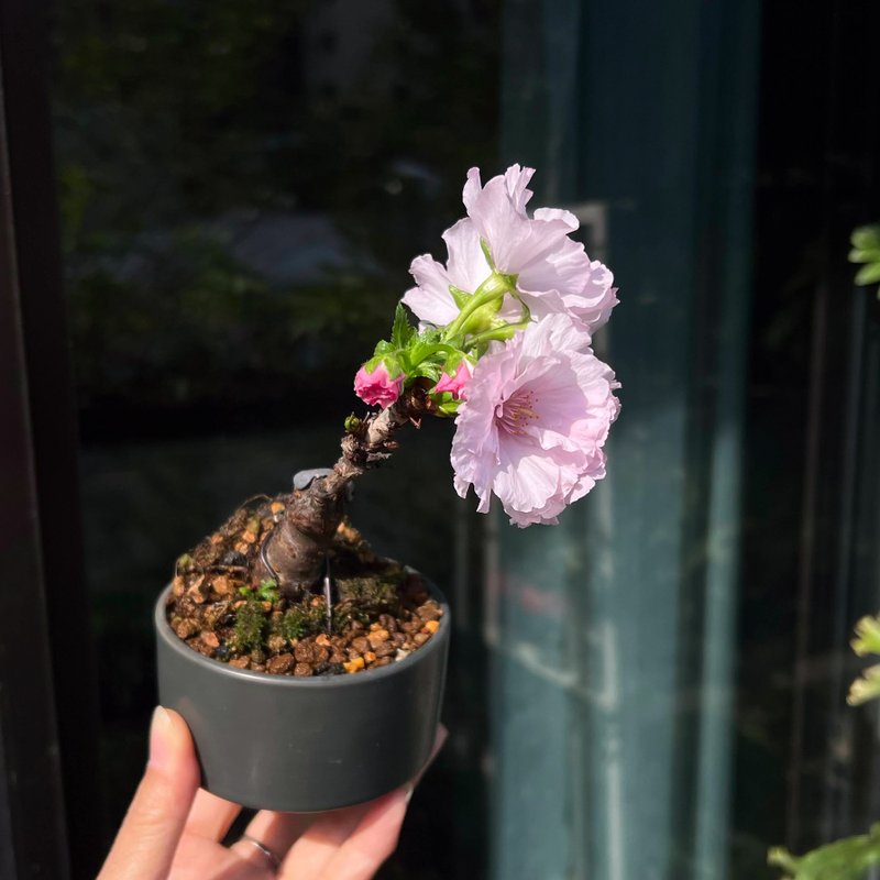日本南殿櫻∣稀有櫻花迷你盆栽 開花中 - 盆栽/植栽 - 陶 