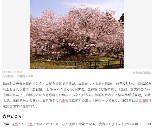 日本の南天桜 ∣珍しい桜のミニ鉢植えが咲いています - ショップ