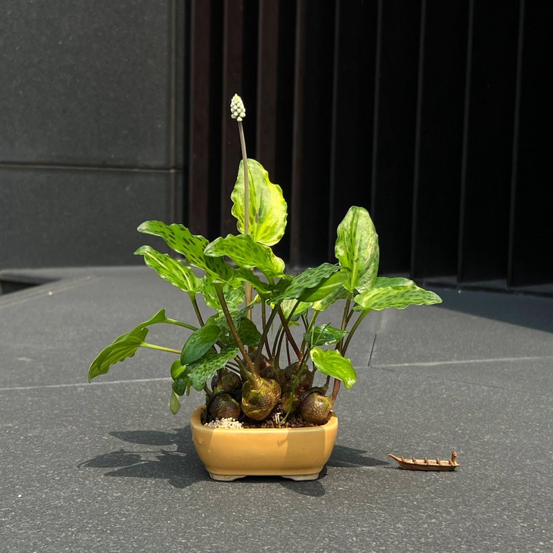 線藝出眾 出藝斑葉油點百合∣山野草 - 盆栽/植栽 - 陶 