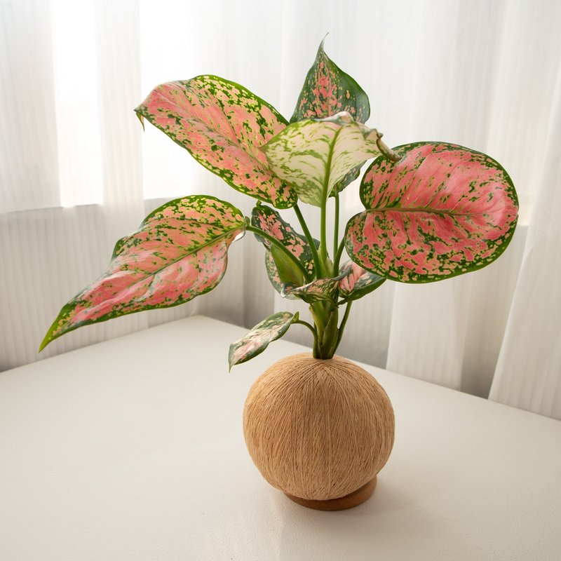 Auspicious rough rib grass handmade planting moss balls - ตกแต่งต้นไม้ - พืช/ดอกไม้ 