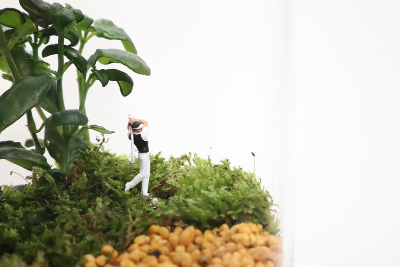 【Micro-landscape】Fugui Moss Ball-Golf/Micro-landscape/Indoor Potted Plant/Birthday Gift - Plants - Glass Green