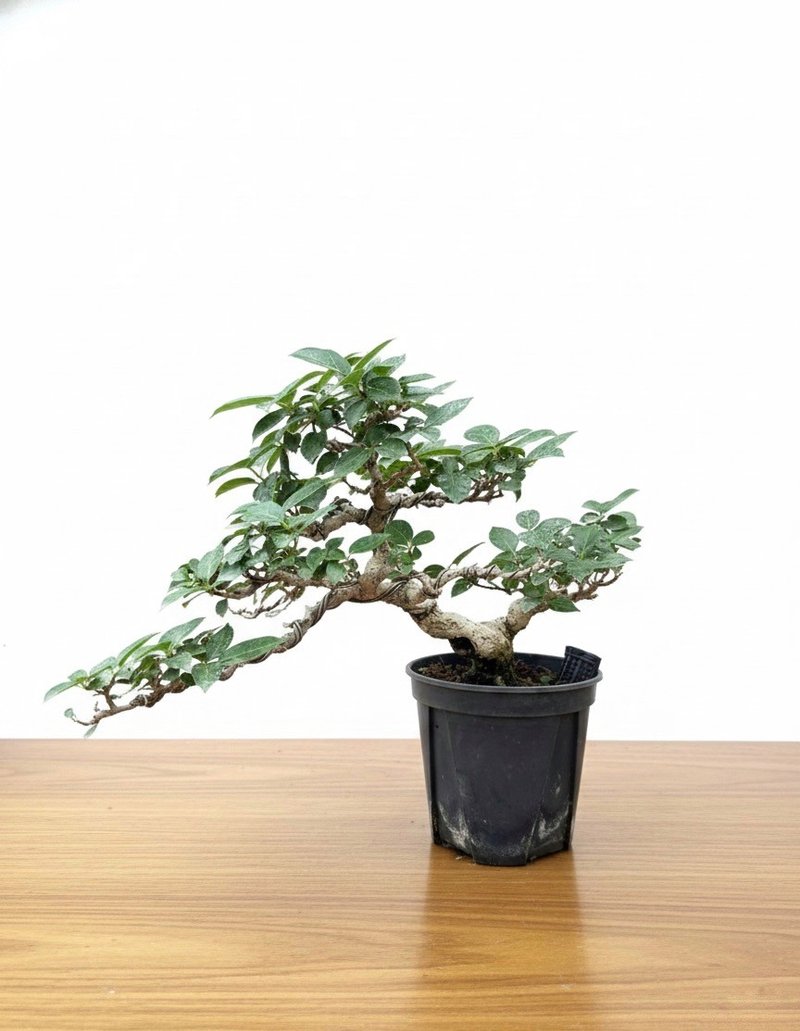 アウトレット　コトネアスター　糸魚川真柏 - 観葉植物 - 寄せ植え・花 