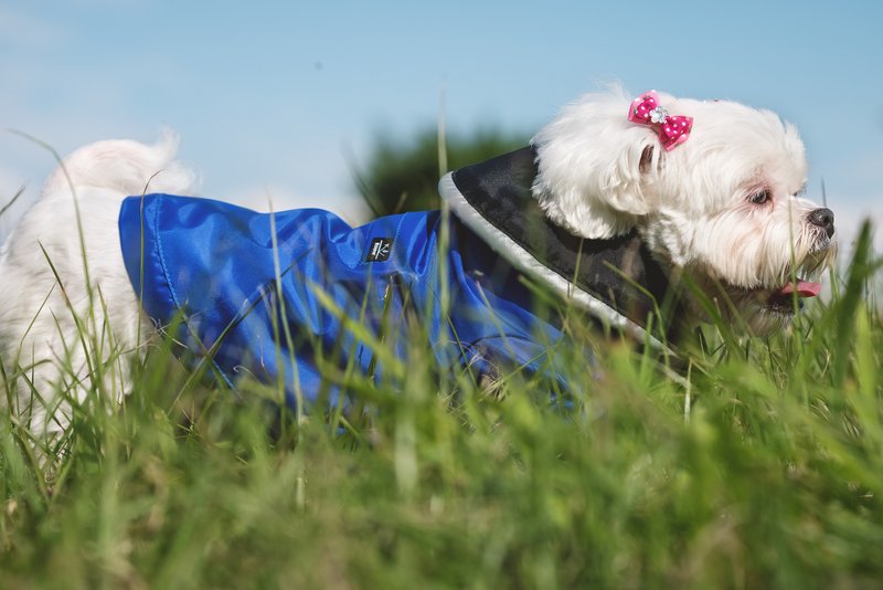 apetto Xiao Wang waterproof cloak Prussian blue - ชุดสัตว์เลี้ยง - วัสดุอื่นๆ 