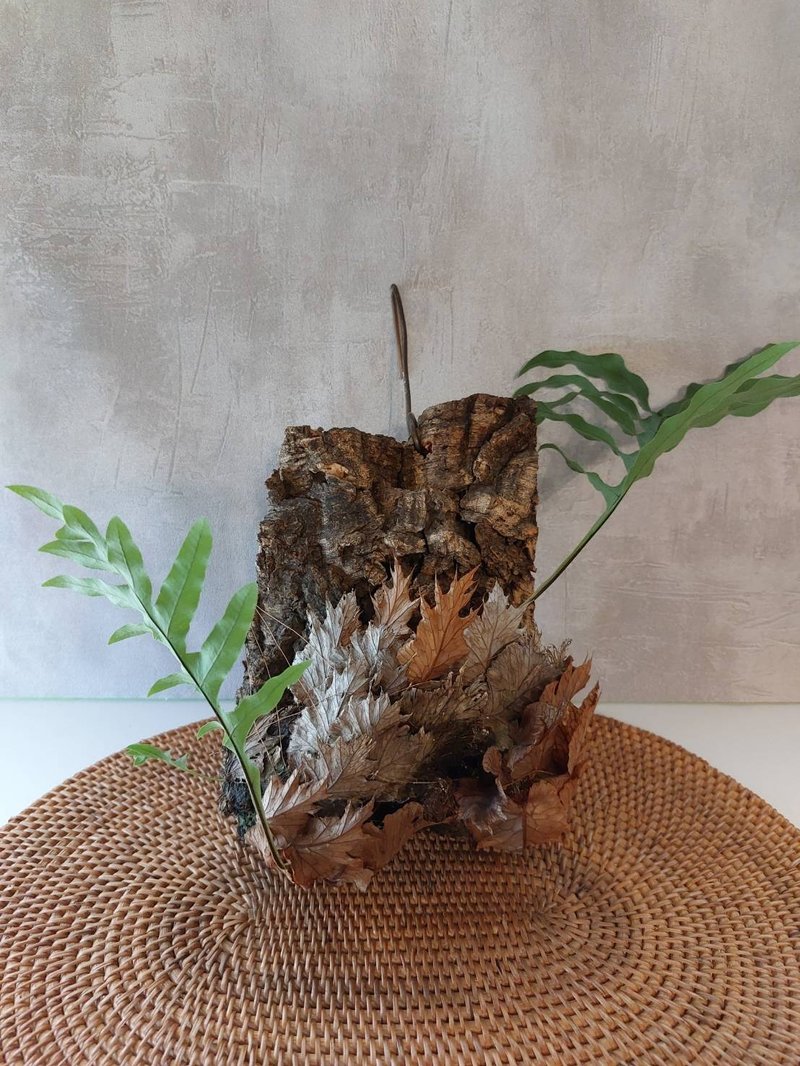 The newly grown bark of the Taiwanese oak fern can be hung - Plants - Plants & Flowers 