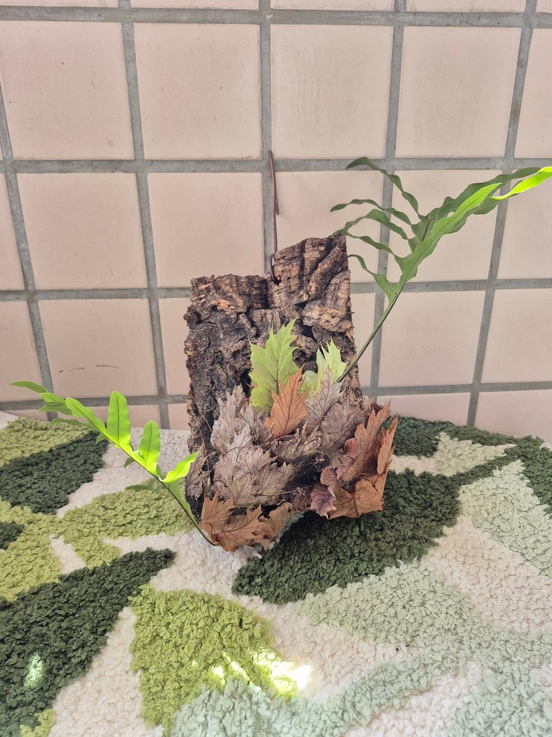 台灣槲蕨上板 初生樹皮 可吊掛 - 盆栽/植栽 - 植物．花 