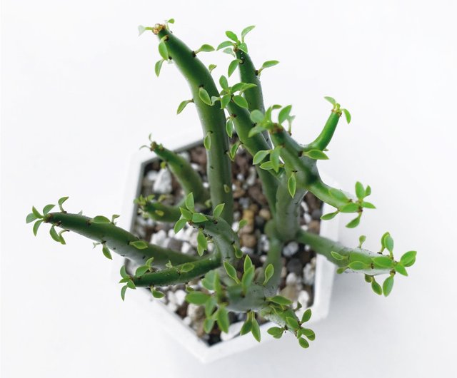 多肉植物 ピンクと緑のグラデーション*2 近くで撮りすぎて、結局よく形がわからない（笑）😆 でも