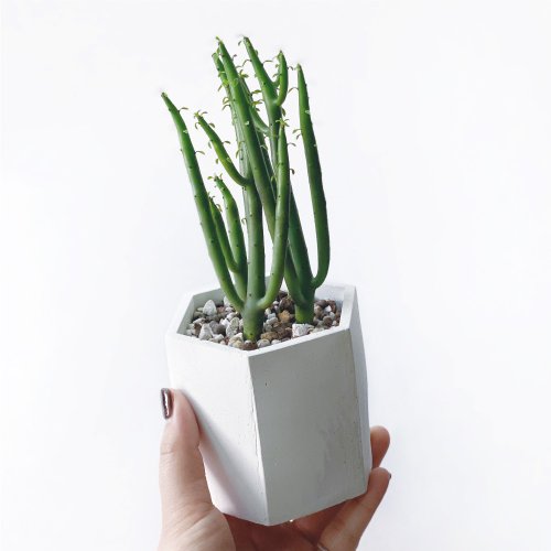 多肉植物 グレーと赤のグラデーション*9 多肉植物 グレーと赤のグラデーション*9 (予約販売) ホワイト
