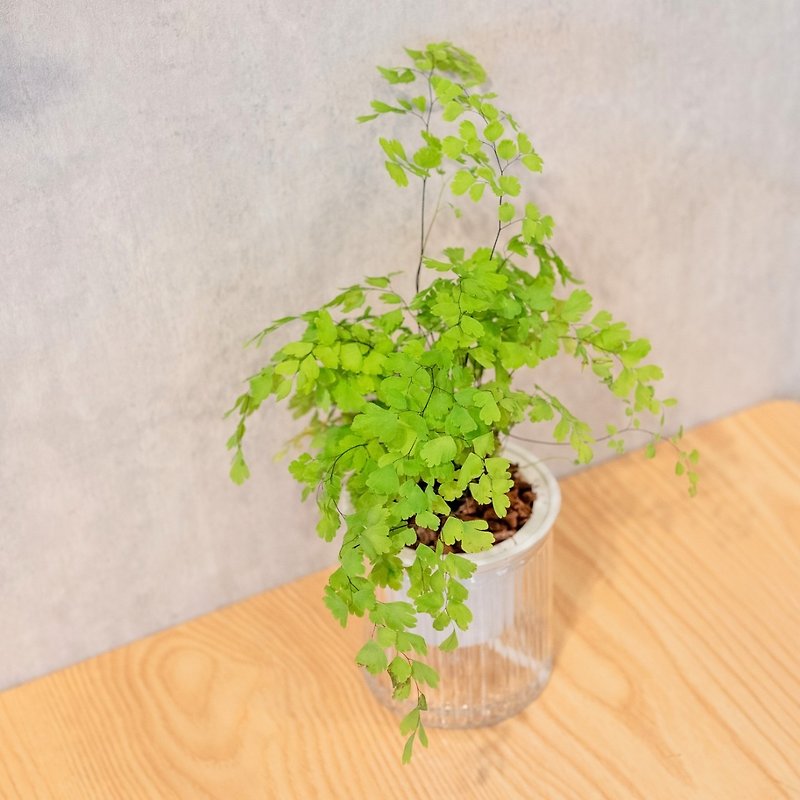 Maidenhair fern water-free potted indoor plants foliage plant gifts office gadgets - Plants - Plants & Flowers 