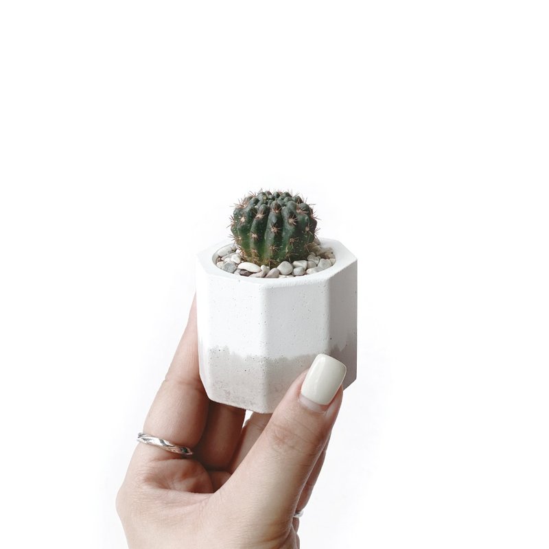 (In stock) Milk tea series | Red lion cactus small octagonal two-color Cement cactus planting - ตกแต่งต้นไม้ - พืช/ดอกไม้ สีกากี