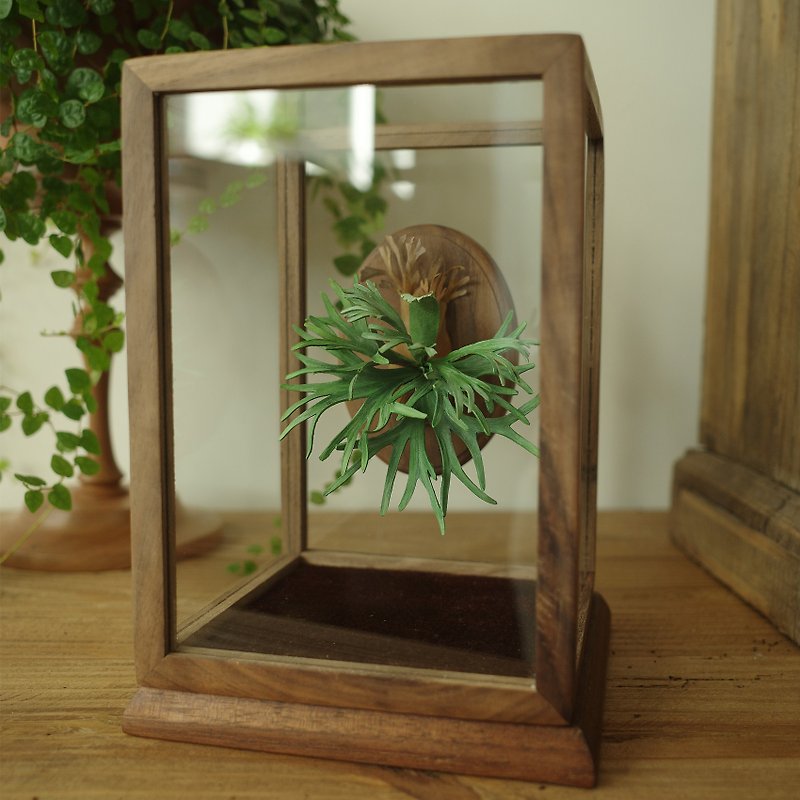 Walnut glass cover display box-Staghorn Fern works add-on purchase - Items for Display - Glass 