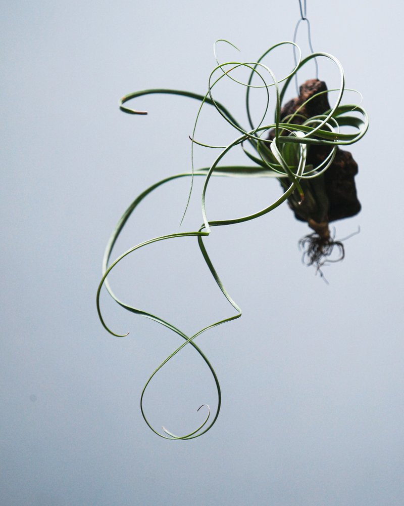 柳葉- 空氣草(空氣鳳梨)-Tillandsia Balbisiana - 盆栽/植栽 - 植物．花 綠色