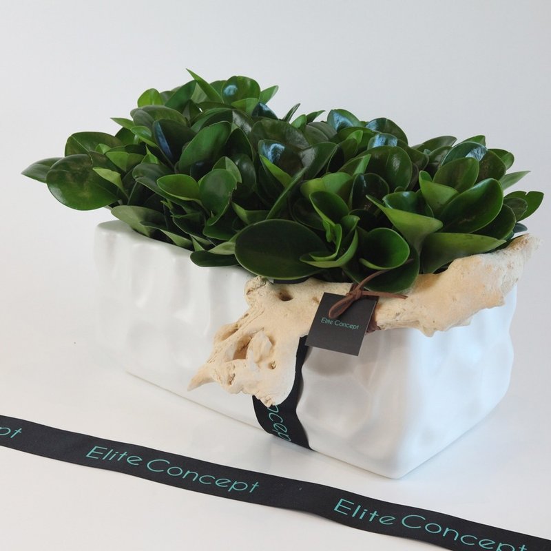 開運招財/ 桌上盆栽 - 植栽/盆栽 - 植物．花 綠色