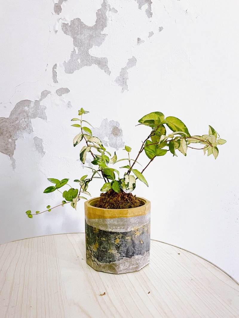 I 女鵝嚴選閃亮亮黃金絡石苔球 I - 植栽/盆栽 - 植物．花 