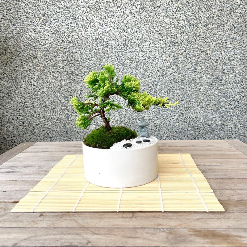 Essay Bonsai-Japanese Garden Combination Golden Juniper Gift Opening 16 - ตกแต่งต้นไม้ - พืช/ดอกไม้ 