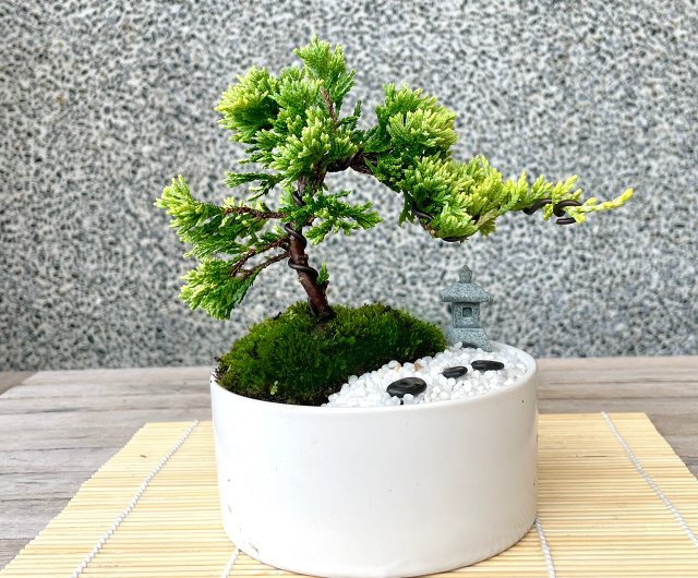 小品盆栽-日式庭院組合黃金圓柏送禮開幕16 野趣小品盆栽Rustic Charm Bonsai｜植栽/盆栽人氣榜- Pinkoi