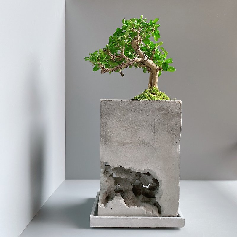[Nud の sea cave - small tree micro-view] Sea caves of cement - plant pot - Pottery & Ceramics - Cement Gray
