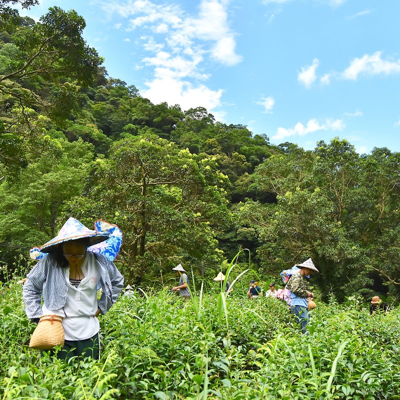July-August, early summer, Yamakura with the staff to pick tea - ท่องเที่ยว - อาหารสด 