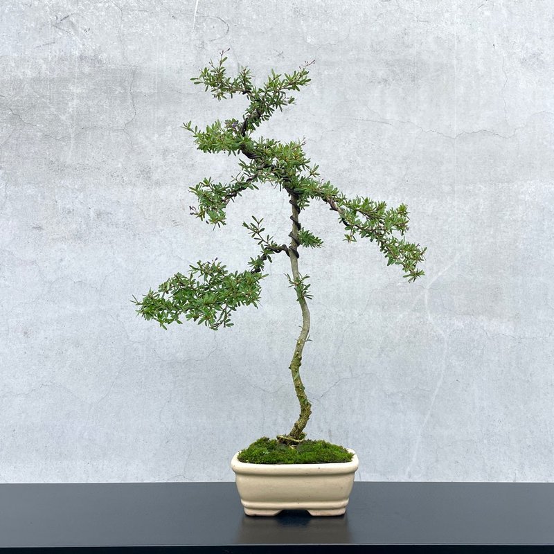 中品盆栽-小葉鈴薩姆 姬鈴薩姆 送禮 - 盆栽/植栽 - 植物．花 