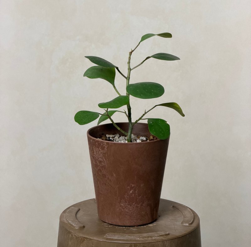 小判菩提/金背榕 - 植物/盆栽/盆景 - 植物．花 