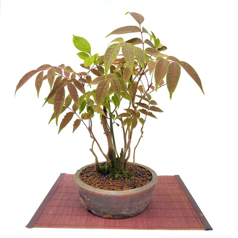 小品盆栽・黃櫨木・ハゼノキ - 盆栽/植栽 - 植物．花 