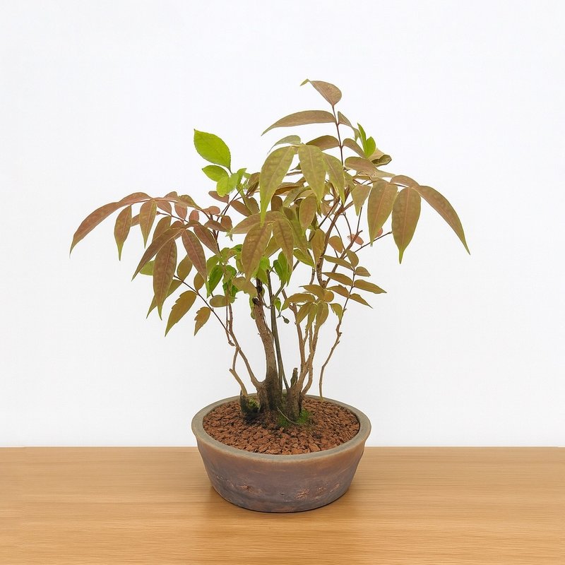 小品盆栽・黃櫨木・ハゼノキ - 盆栽/植栽 - 植物．花 