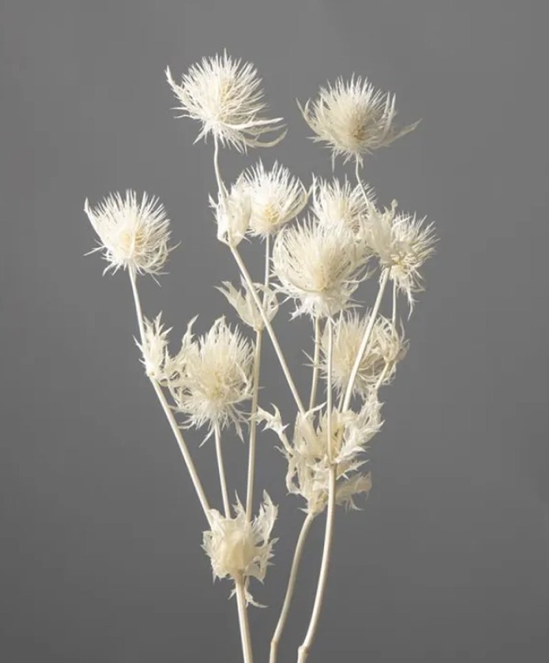 HUA禮勇氣永生堅韌刺芹 - 乾燥花/永生花 - 植物．花 