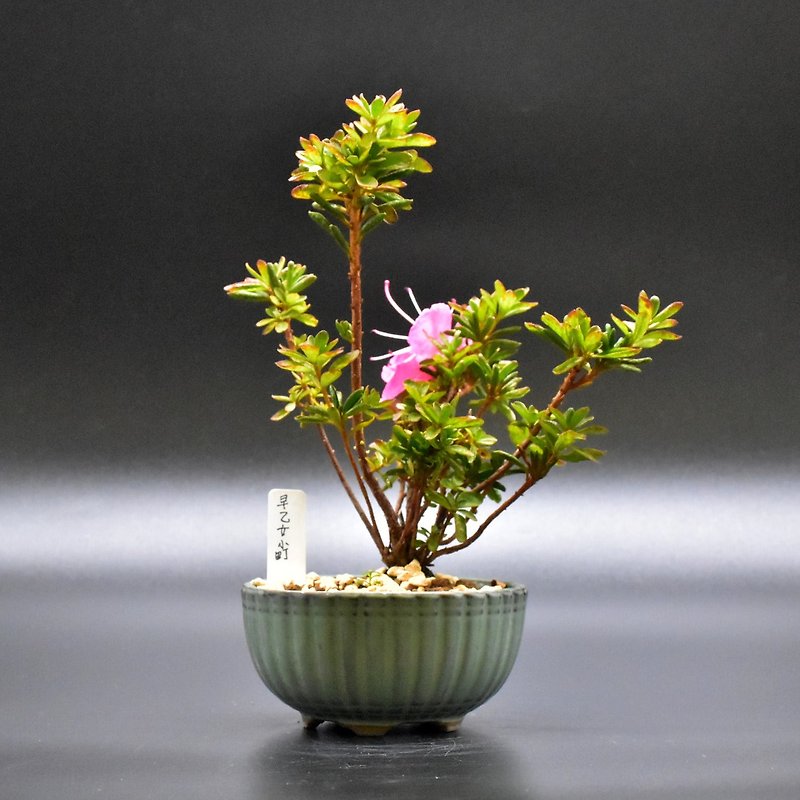 Saotome Komachi Satsuki Azalea (Bonsai Code: 20J14) - ตกแต่งต้นไม้ - พืช/ดอกไม้ 
