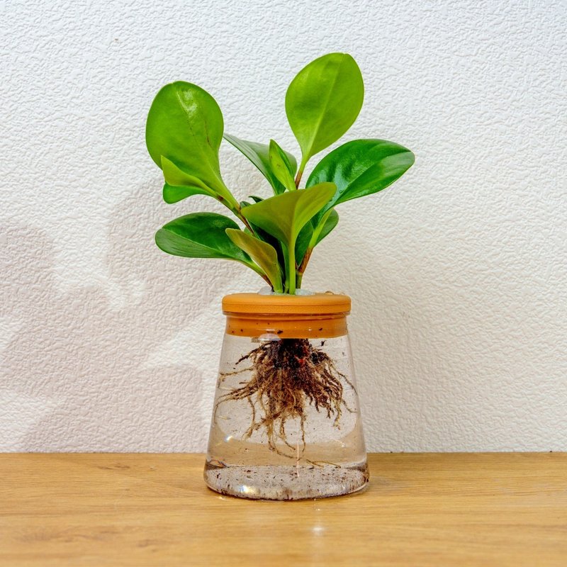 圓葉椒草 三角水耕盆栽 室內植物 觀葉植物 禮物 水培 辦公室小物 - 盆栽/植栽 - 陶 透明