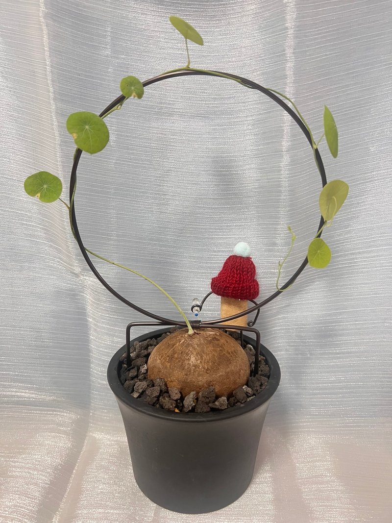 Round Leaf Mountain Turtle (L) sprouted root plant with climbing frame and cork plastic plant/ - ตกแต่งต้นไม้ - พลาสติก 