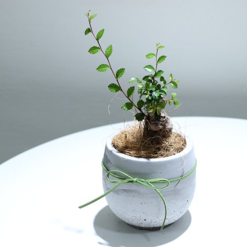 植物慢慢 l 盆器 l 土培植栽專賣店 植栽 盆栽l 榆樹盆栽 百搭胖U水泥盆 小品盆栽 木本植栽