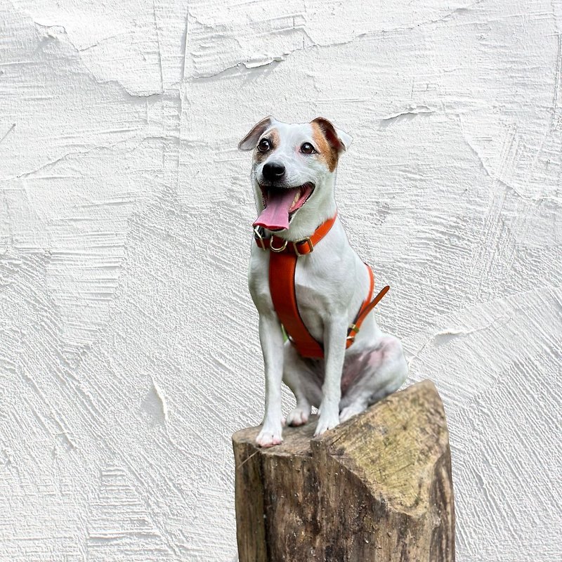 Furri Tail Handcraft Engraved Leather Dog Harness - Saffron Orange - ปลอกคอ - หนังแท้ สีส้ม