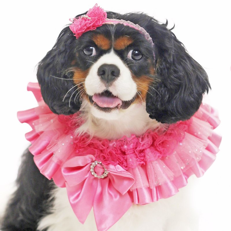 Pink Princess Collar Pet Clothing - Clothing & Accessories - Polyester 