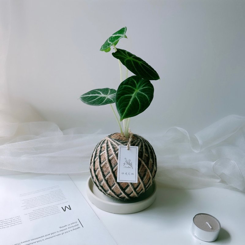 小苔球 忍者觀音蓮 植栽 室內植物 - 盆栽/植栽 - 植物．花 