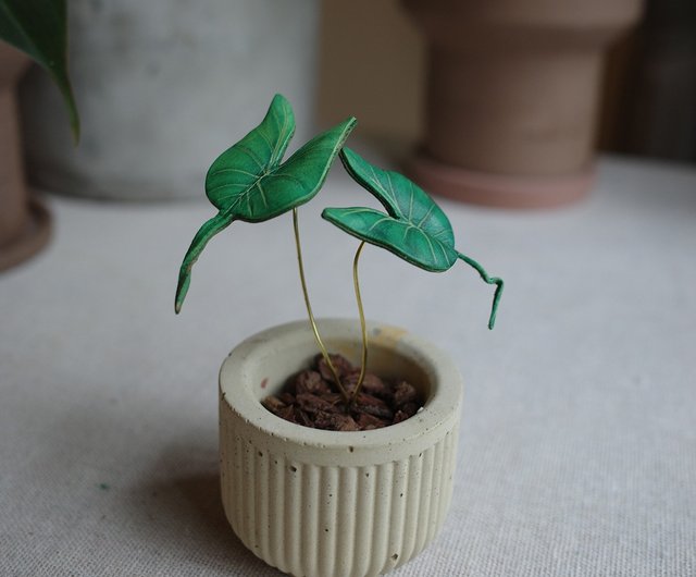 スティングレイアロカシア観葉植物レザー鉢植え - ショップ Huan's