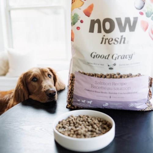 SofyDOG 寵物精品 【狗主食】now 鮭魚 中型成犬 高湯天然糧 乾濕兩吃 狗飼料 狗糧